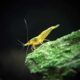 1-live-freshwater-neon-yellow-shrimp-5-to-1-java-moss