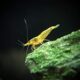 10-live-neon-yellow-shrimp-5-to-1-long-java-moss