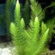 ceratophyllum-demersum-hornwort-2