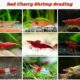 what-grade-is-my-red-cherry-shrimp-3