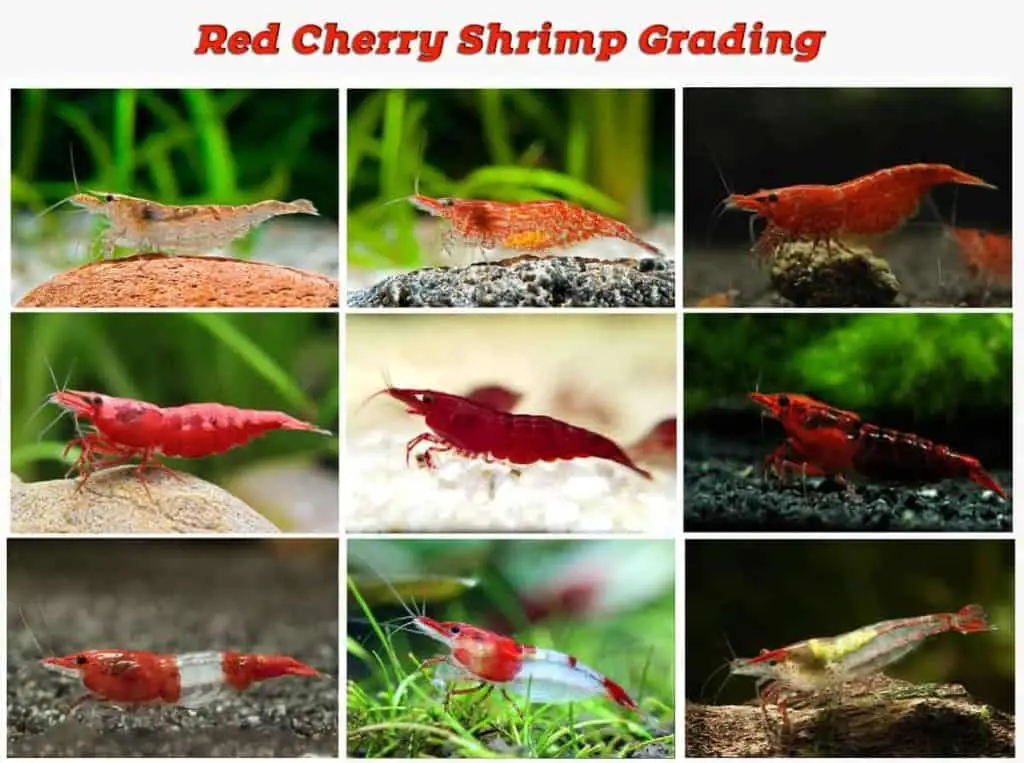 Small Wide Red Cherry Shrimp Grading 2 1 1024x763 7942253