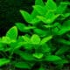 Limnophila Rugosa Aquatic Plant For Sale And Where To Buy Aquaticmag 9035939 80x80