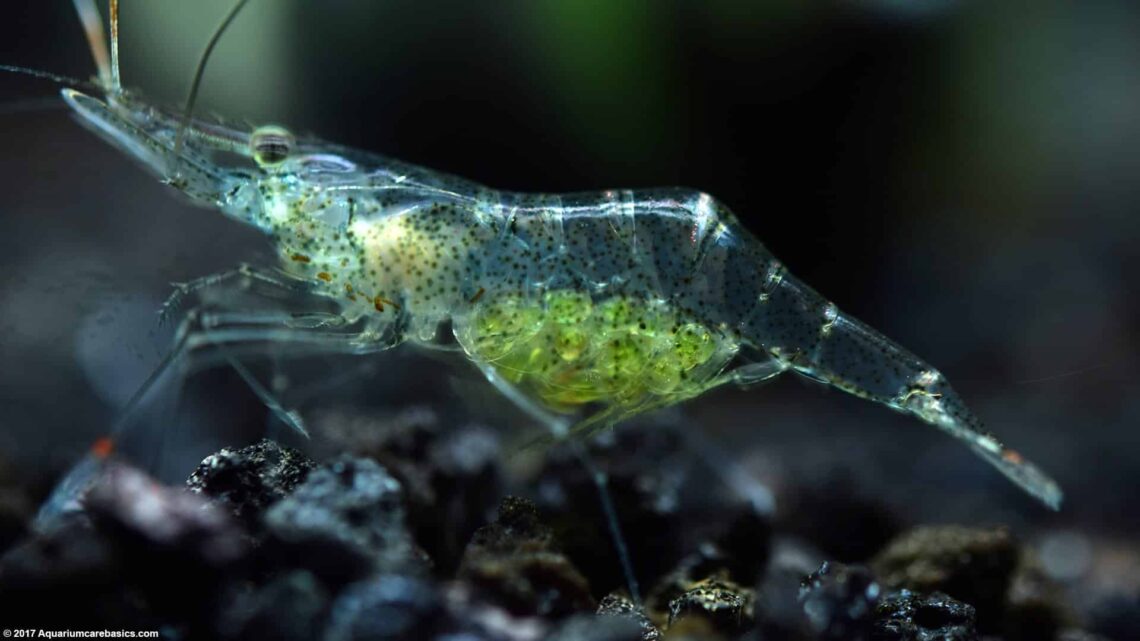 Ghost Shrimp Carrying Eggs 6952307 1140x641