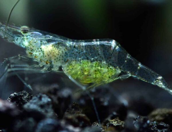 Ghost Shrimp Carrying Eggs 6952307 600x460