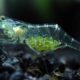 Ghost Shrimp Carrying Eggs 6952307 80x80