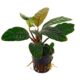 Anubias Coffeefolia 6070772 80x80
