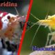shrimp-keeping-keeping-and-breeding-neocaridina-caridina-3
