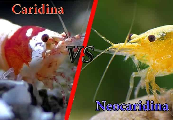 Caridina Vs Neocaridina Shrimp 6774940