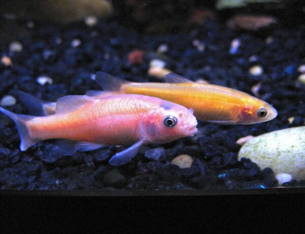 rosy-red-minnow-information-3