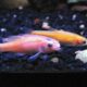 rosy-red-minnow-information-3
