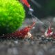 cardinal-sulawesi-shrimp-3