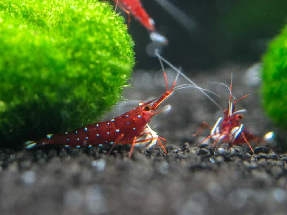 cardinal-sulawesi-shrimp-3