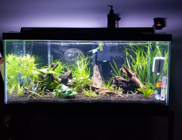 40b-planted-project-tank-2