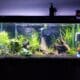 40b-planted-project-tank-2