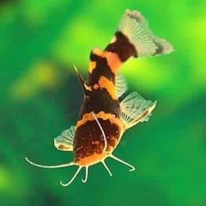 bumblebee-catfish-2