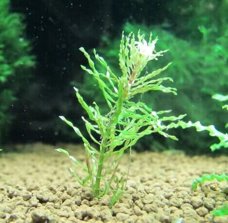 Ludwigia Inclinata Curly Or Tornado Aquatic Plant For Sale And Where To Buy Aquaticmag 5108155 469x460