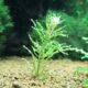 Ludwigia Inclinata Curly Or Tornado Aquatic Plant For Sale And Where To Buy Aquaticmag 5108155 80x80