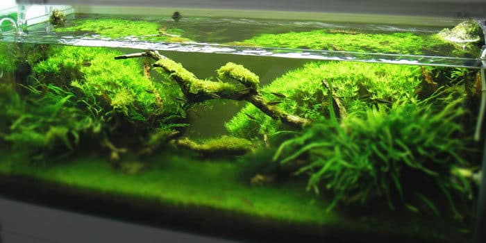 rotala-green-best-aquascaping-aquarium-plant-to-use-aquaticmag-4144950