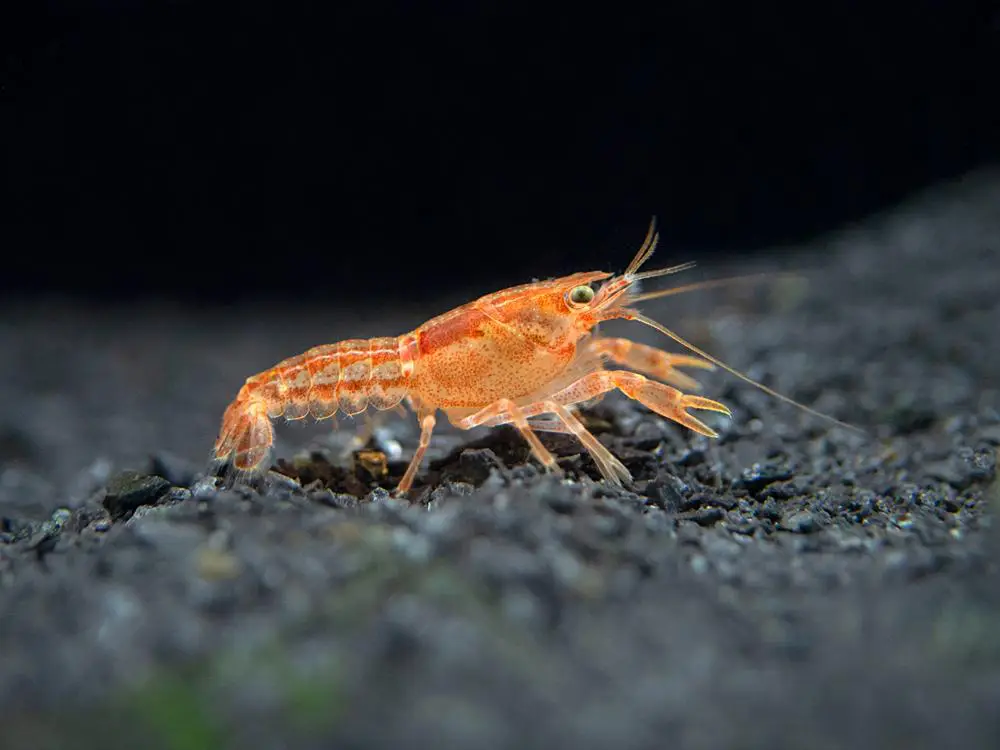 Orange Cpo Dwarf Crayfish 10 1024x1024 7100216