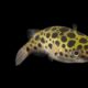 green-spotted-puffer-information-3