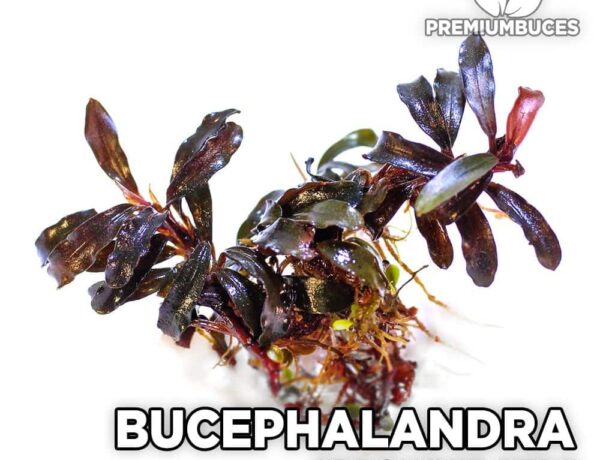 Bucephalandra Brownie Red 1438380