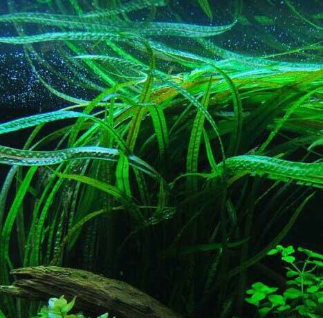 cryptocoryne-nurii-crypt-background-plant-for-sale-and-where-to-buy-aquaticmag-2