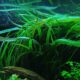 cryptocoryne-nurii-crypt-background-plant-for-sale-and-where-to-buy-aquaticmag-2