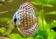 discus-fish-information-and-wiki-discus-fish-for-sale-and-where-to-buy-aquaticmag-218x150-2162795