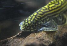 hillstream-loach-beaufortia-kweichowensis-information-hillstream-loach-for-sale-and-where-to-buy-aquaticmag-1-218x150-4622249