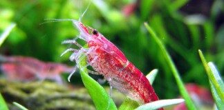 Neocaridina Heteropoda Red Cherry Shrimp Neo Dwarf Shrimp Redcherryshrimp 324x160 7805038