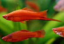 swordtail-fish-information-xiphonphorus-helleri-swordtail-fish-for-sale-and-where-to-buy-aquaticmag-2-218x150-9968114