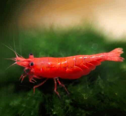 crystal-red-shrimp-for-sale-availability-in-united-states-redcherryshrimp-2