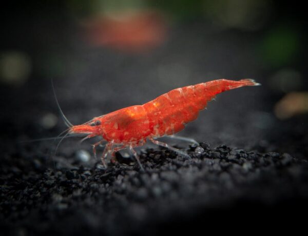 red-cherry-shrimp-3