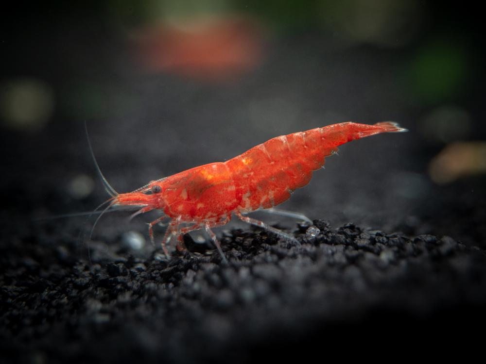 red-cherry-shrimp-3