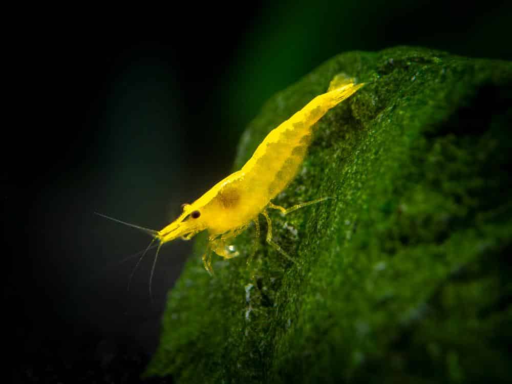 yellow-shrimp-3