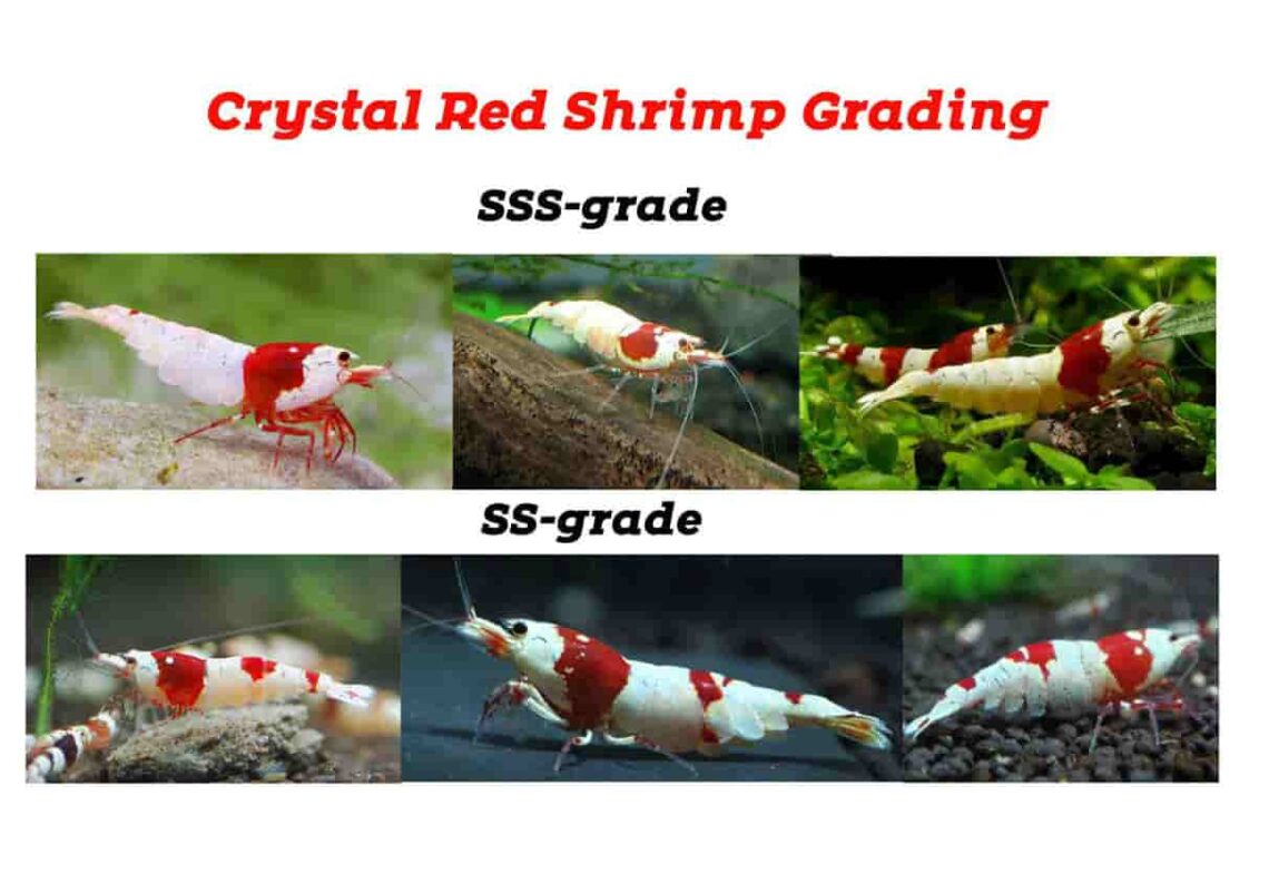 Crystal Shrimp Grade List Color 2768441