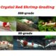 crystal-red-shrimp-crs-a-ss-grade-3