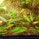 cryptocoryne-nurii-pahang-mutated-crypt-background-plant-for-sale-and-where-to-buy-aquaticmag-2