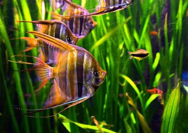 freshwater-angelfish-information-3