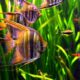 freshwater-angelfish-information-3