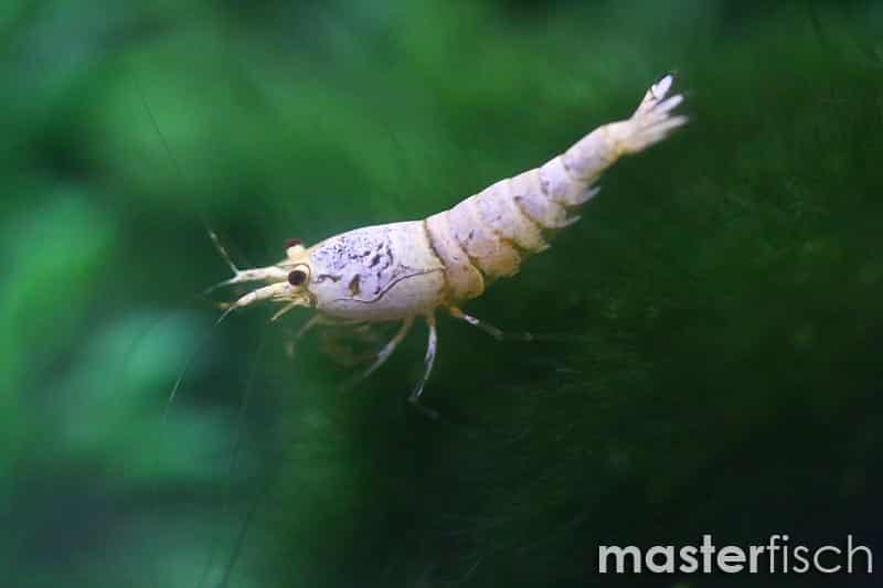 snow-white-shrimp-3
