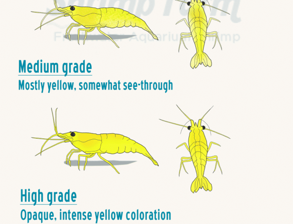 yellow-shrimp-information-2