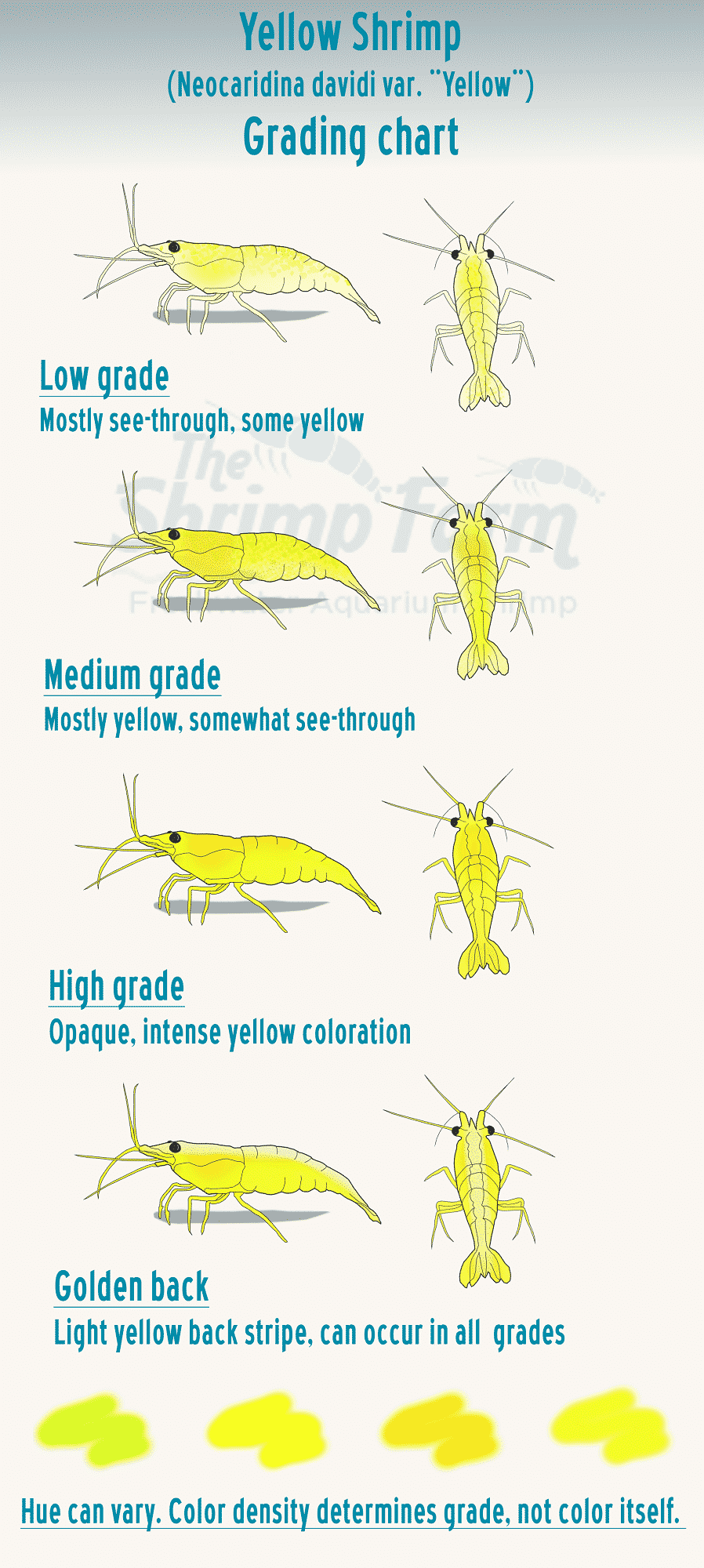 yellow-shrimp-information-2