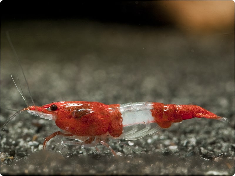 rili-shrimp-3