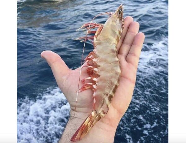 tiger-shrimp-3
