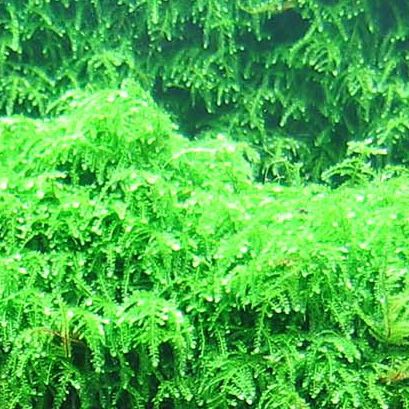vesicularia-ferriei-true-weeping-moss-plant-for-sale-and-where-to-buy-aquaticmag-2