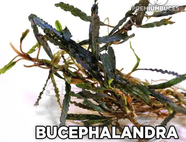 Bucephalandra Belindae 6323853
