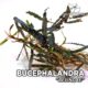 Bucephalandra Belindae 6323853 80x80