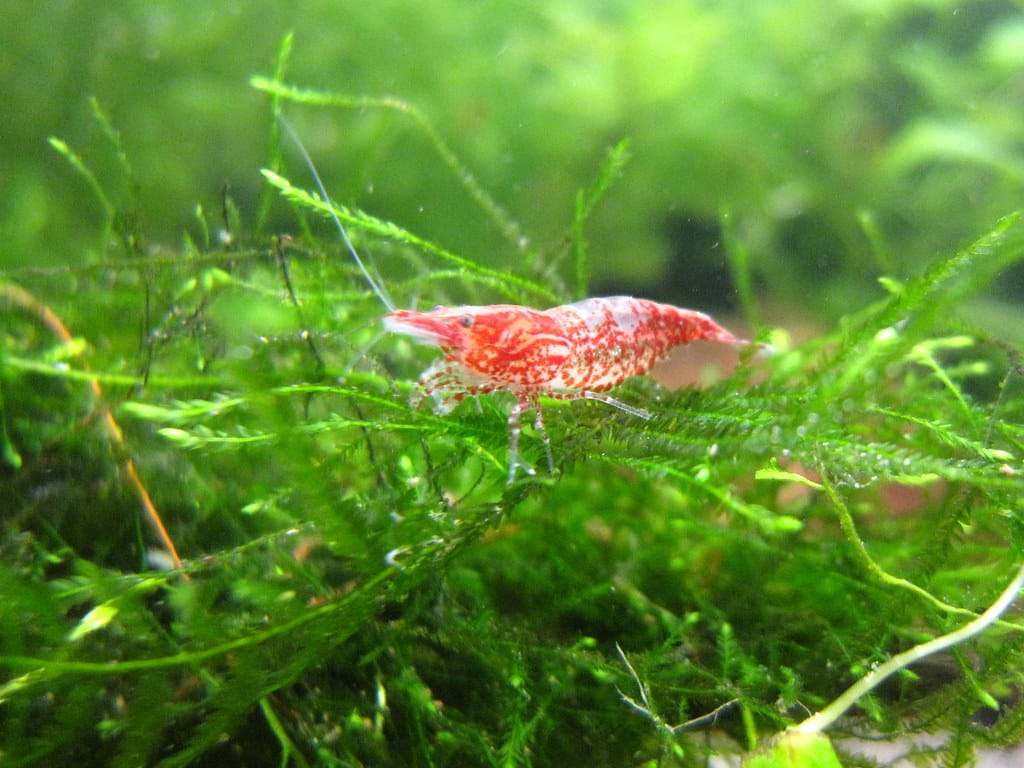5-red-rili-shrimp-java-moss
