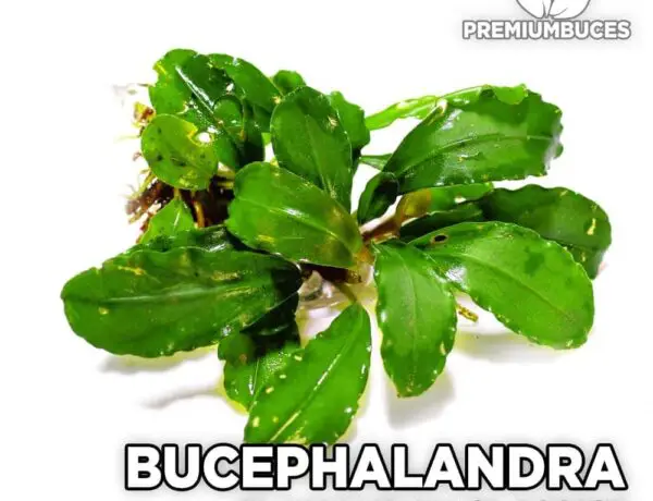 Bucephalandra Lamandau Classic 2595682